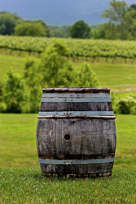 Around the Vineyard Photograph