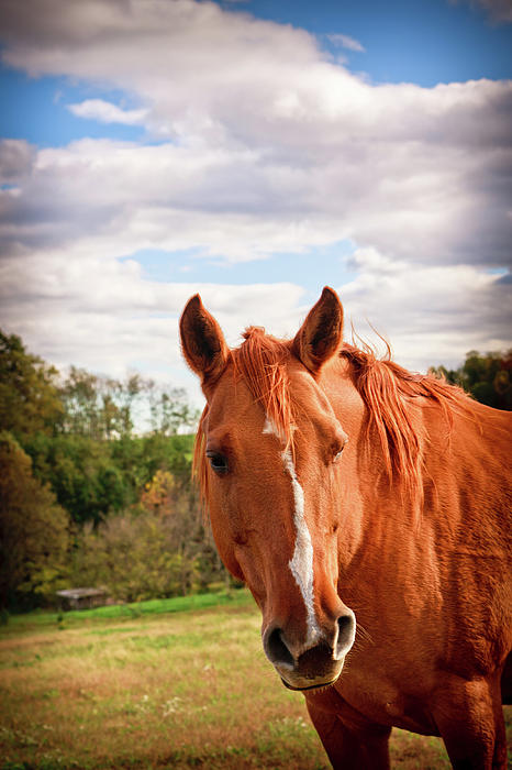 Horse Photograph